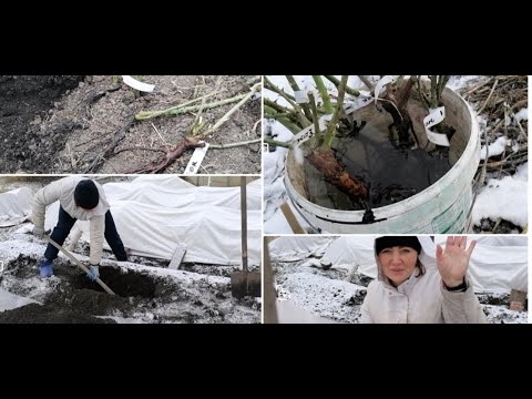 Видео: "Первый блин - комом???" 😉🤪 Зимний прикоп для роз! 🚮🌹🌹#розы #прикопдляроз
