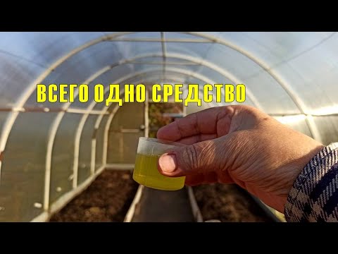 Видео: Обработка теплицы из поликарбоната — всего 1 средство! Чем мыть теплицу, чем удобрять почву