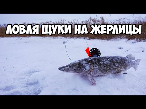 Видео: Рыбачим на жерлицы. В погоне за щукой. Новый Мелькен