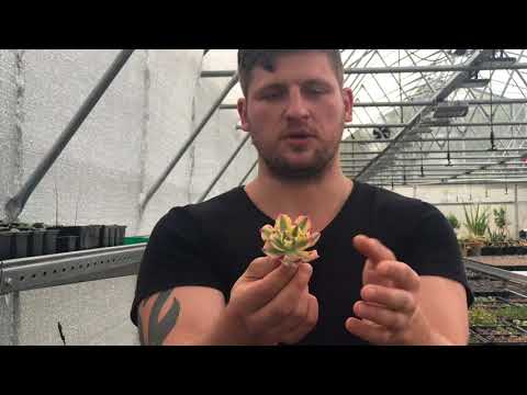 Видео: Пятна на листьях сукулентов - причины возникновения, лечение и профилактика