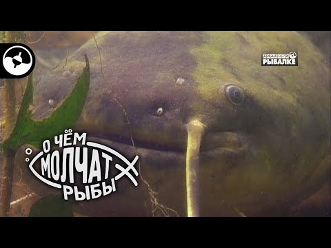 Видео: Поведение сома в разное время года | О чем молчат рыбы
