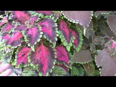 Видео: прогулка по саду в конце лета. колеусовый рай. часть 5