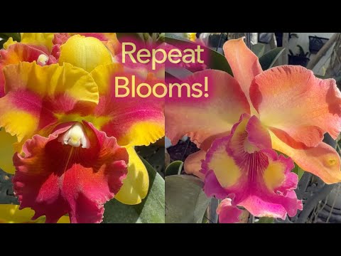 Видео: Повторите цветение!