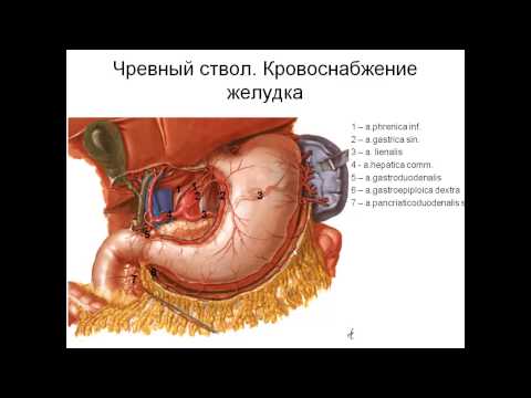 Видео: Брюшная аорта