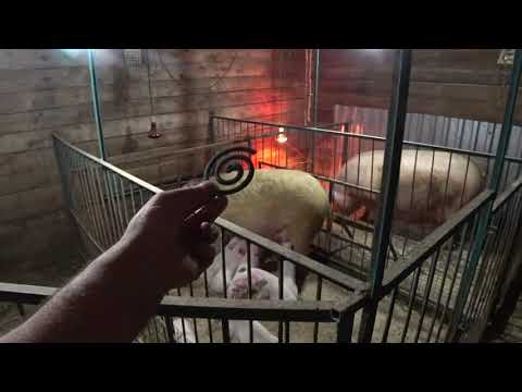 Видео: Средство от комаров. самый эффективный способ.