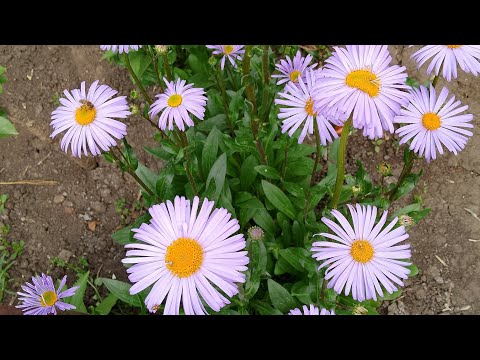 Видео: Пересадка   ромашки. 
