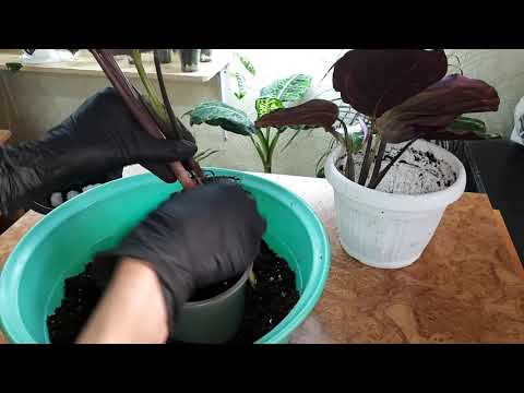Видео: Деление калатеи Медальон, кажется я её залила...