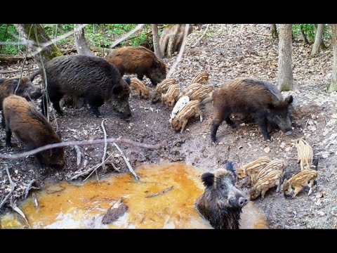 Видео: Как дикие кабаны купаются!!!