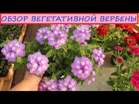 Видео: Уход и формировка Ампельной Вегетативной Вербены для красивого габитуса и пышного цветения все лето!