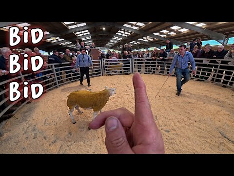 Видео: Пытаюсь купить оперативную память... или две!