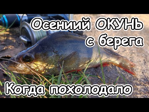 Видео: Ловля окуня на отводной поводок осенью с берега