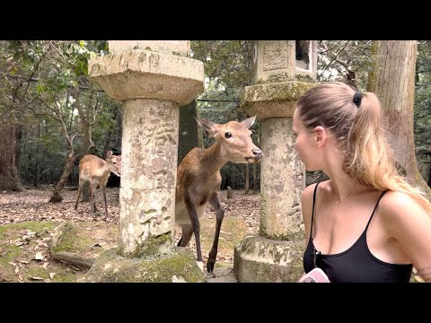 Видео: Япония за 2 недели. Киото, Нара, Кавагучико. Обезьяны. Олени. Фудзи. Храм 1000 Будд. 2 часть