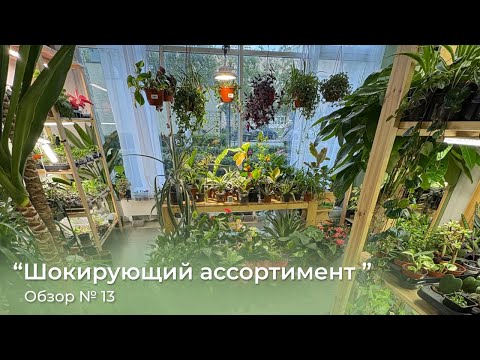 Видео: Шокирующий ассортимент растений в Plants Bel House 🌿