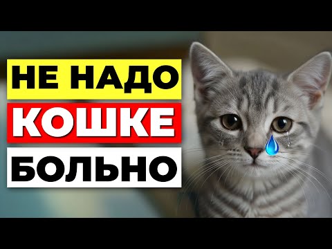 Видео: 7 ошибок в уходе, от которых кошка СТРАДАЕТ каждый день