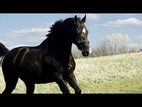 Видео: Ақтаудың Аққұйрығы қалай аяқтан қалды? Көзге еріксіз жас келеді (деректі әңгіме)