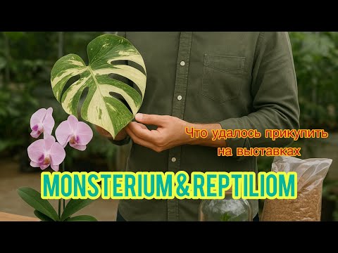 Видео: ОРХИДЕЙНЫЕ ПОКУПКИ и не только || REPTILIOM & MONSTERIUM I| И в гости к Greenrare 
