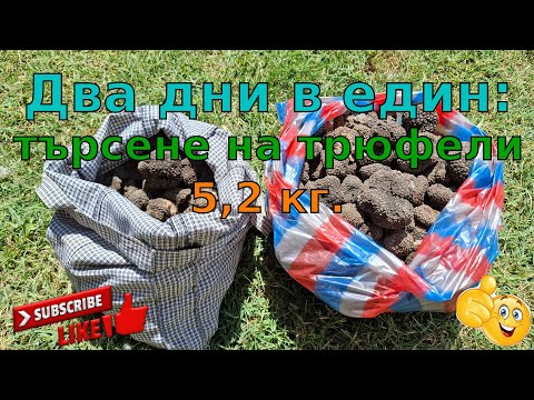 Видео: Два дни в един: търсене на трюфели