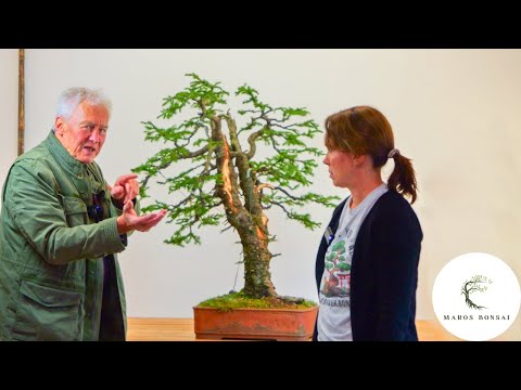 Видео: Мастер-класс Уолтера Полла по бонсай | Дженифер Прайс формирует ель ямадори (Picea abies) с помощ...