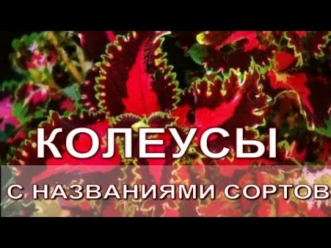 Видео: Колеусы. Обзор с названиями сортов.