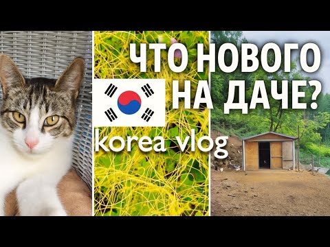 Видео: Новый питомец и куча проблем на корейской даче / KOREA VLOG