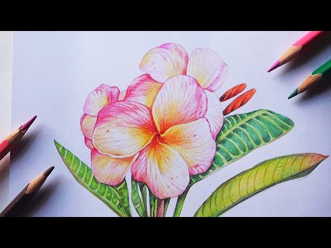 Видео: Рисунок цветка плюмерии | как нарисовать цветок | Рисунок цветка плюмерии | цветной карандаш