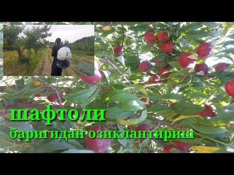 Видео: ШАФТОЛИ БАРИГИДАН ОЗИКЛАНТИРИШ ВА МАСЛАХАТЛАР.