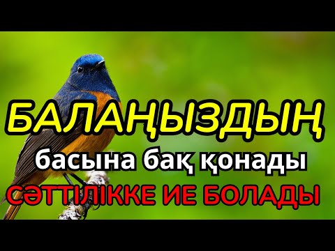 Видео: Балаңыздың басына бақ қонады, сәттілікке ие болады, дұғаны қосып нәтижесін көріңіз