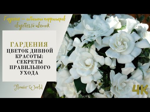 Видео: Гардения – цветок дивной красоты: секреты правильного ухода дома.