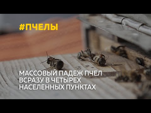 Видео: В четырех сёлах Локтевского района произошёл массовый падёж пчёл