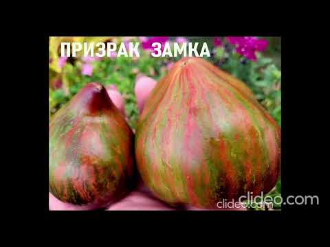 Видео: Новинки сортов томатов селекции Софии Сааковой 2025 - 2-я часть