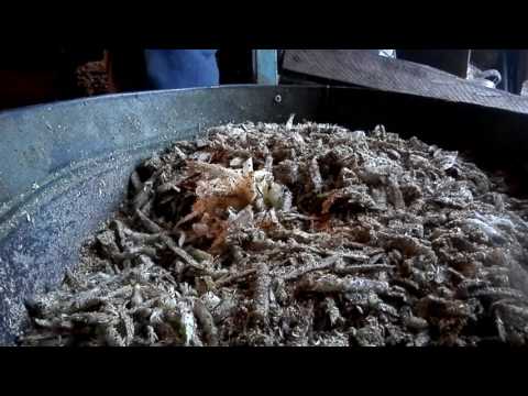 Видео: Кормление КРС. Кормовая свекла