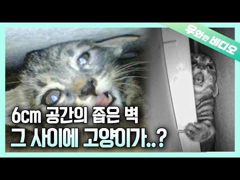 Видео: Плач со стены ... Спасите кошку в опасности!