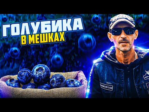 Видео: Голубика в мешках.