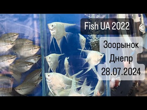 Видео: Зоорынок (птичка) Днепр 28.07.2024