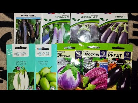 Видео: СЕМЕНА БАКЛАЖАНОВ 2025! И НЕМНОГО ПЕРЦЕВ!