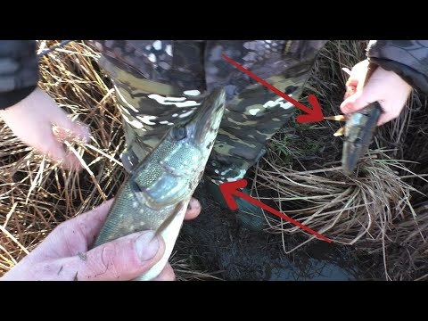 Видео: ЛОВИМ ЩУКУ РУКАМИ! ПУТЕШЕСТВУЕМ и даже НАШЛИ ГРИБОВ В ЛЕСУ!