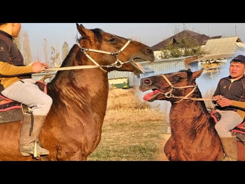 Видео: Улагы Күчтүү Майор Дөөлөттө👍