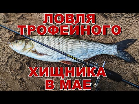 Видео: Как ловить белого хищника в мае | Ищу новые места | Ловля голавля, плотвы, язя и жереха на спиннинг