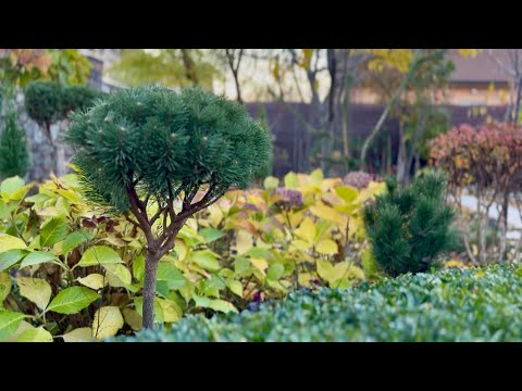 Видео: ВПЕРВЫЕ СТРИЖКА ПОЛЗУЧЕЙ СОСНЫ! ФОРМИРОВКА СОСЕН: KOSTELNICEK, PAL MALETER И ТИСОВ: HICKSII, HILLII!