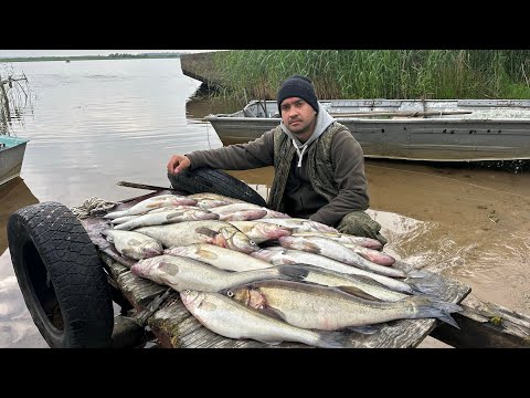 Видео: Ловля судака на Ладоге 2023 | Отличный клев клыкастого на вечерней зорьке