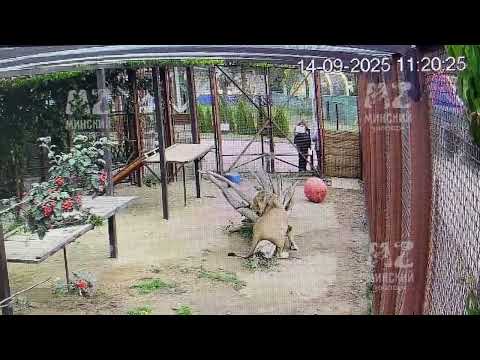 Видео: Шархан  Разминка перед обедом  14 09 2025