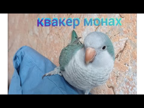 Видео: Синий калита квакер монах. Наш новый милый питомец!