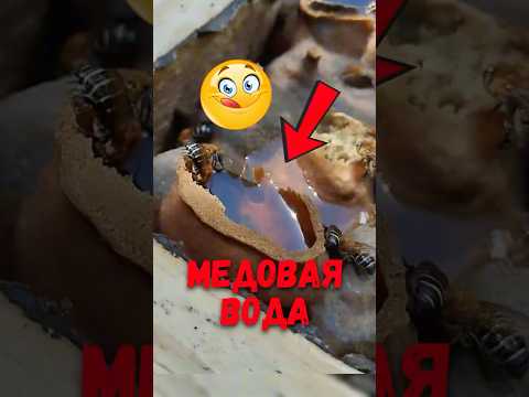 Видео: 🐝 Мёд, который лечит раны и улучшает зрение! #пчёлы #животные #шортс