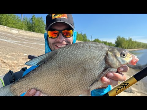Видео: 2500км в поисках ЗДОРОВЫХ ЛЕЩЕЙ! Фидерное турне, серия 1. Казань