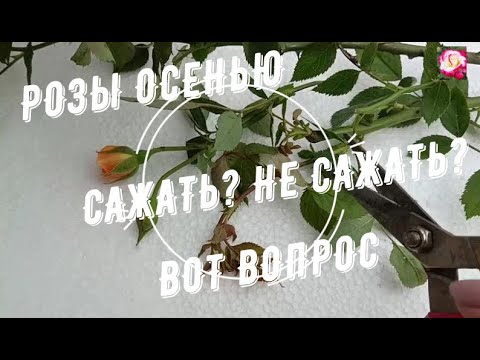 Видео: ПЕРЕСАДКА РОЗ В ОКТЯБРЕ. НЕ ПОЗДНО?