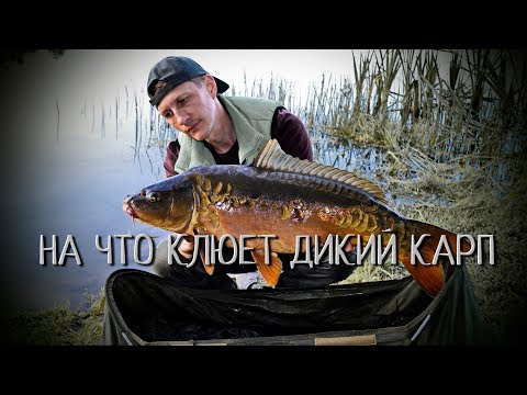 Видео: На что клюет дикий карп.