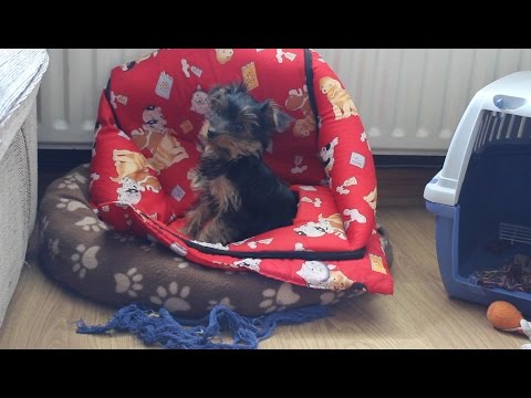 Видео: Мои питомцы, любимые йорки ( уход, чем кормлю...)