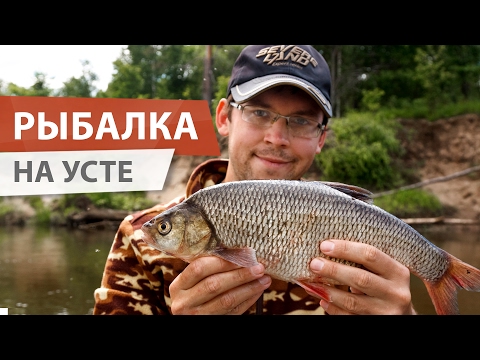 Видео: Сплав по реке УСТЕ. Трофейные голавли и язи