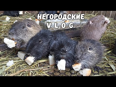 Видео: Утро с нутрятами. Как переночевали? 17.10.25.