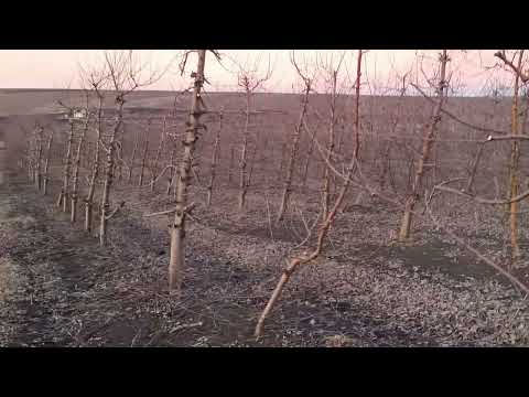 Видео: Погода сприяє обрізці. І знову відповідаємо на запитання.